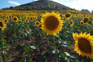 Acordes de guitarra y vihuela para el verano de Sigüenza