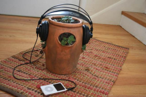 «Exponer a una planta a más de 3 horas de música, podría poner en peligro su salud»
